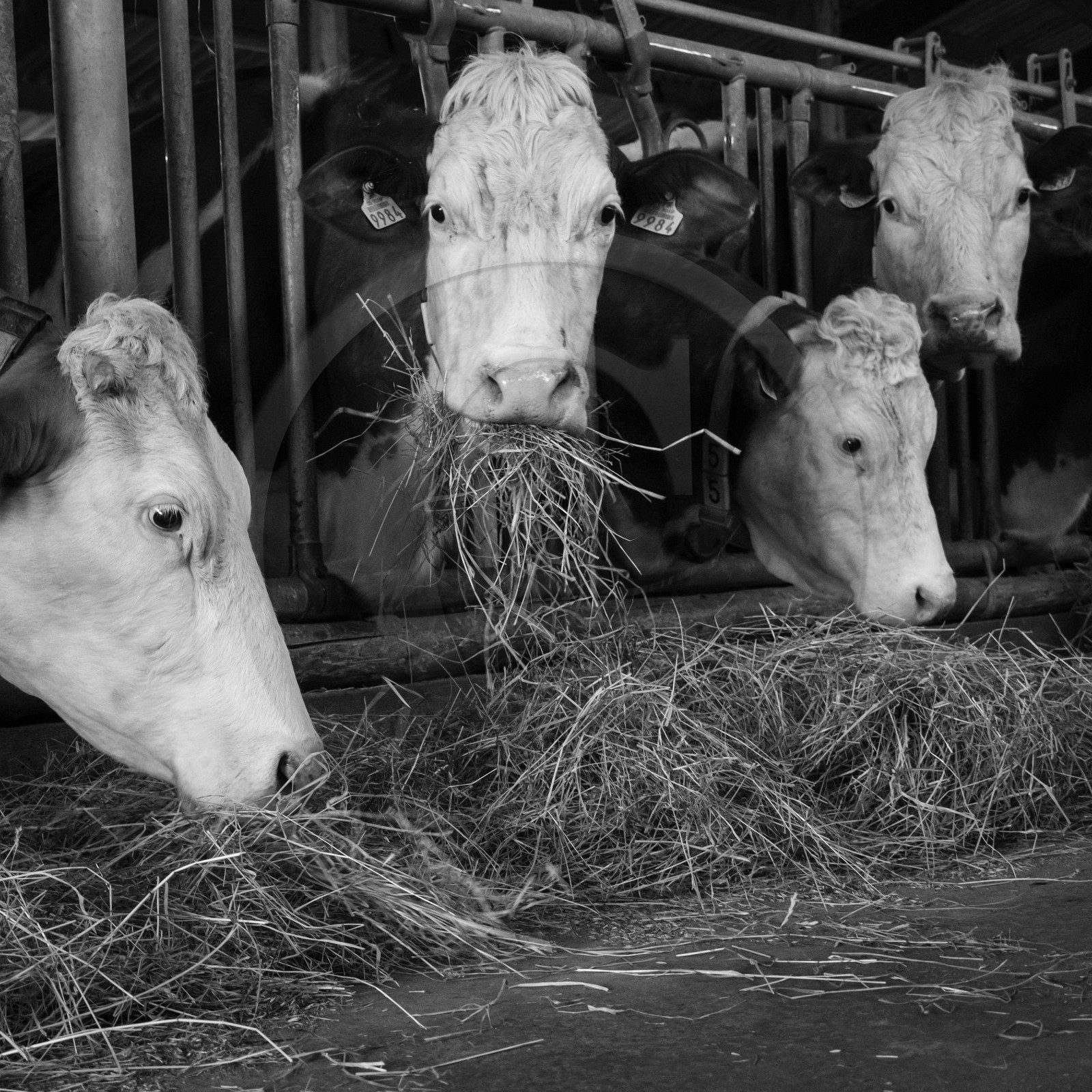 Les soins aux vaches