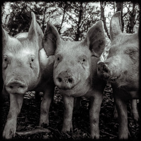 Portraits des animaux de la ferme