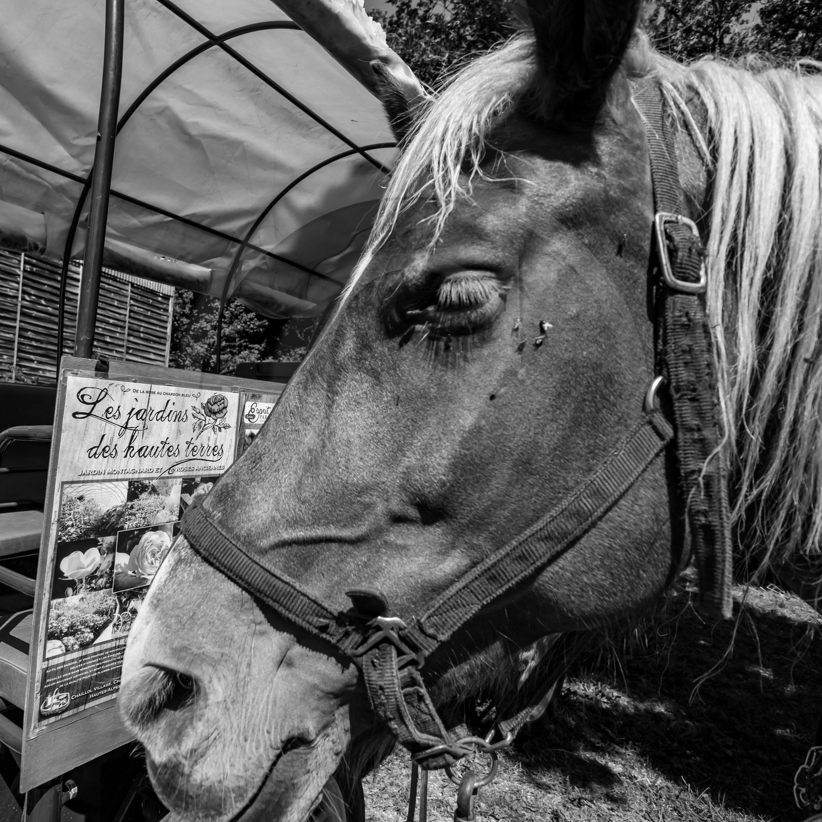 01 septembre 2021 : Promenade en cariole et contes