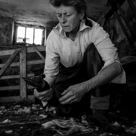 La tonte des moutons