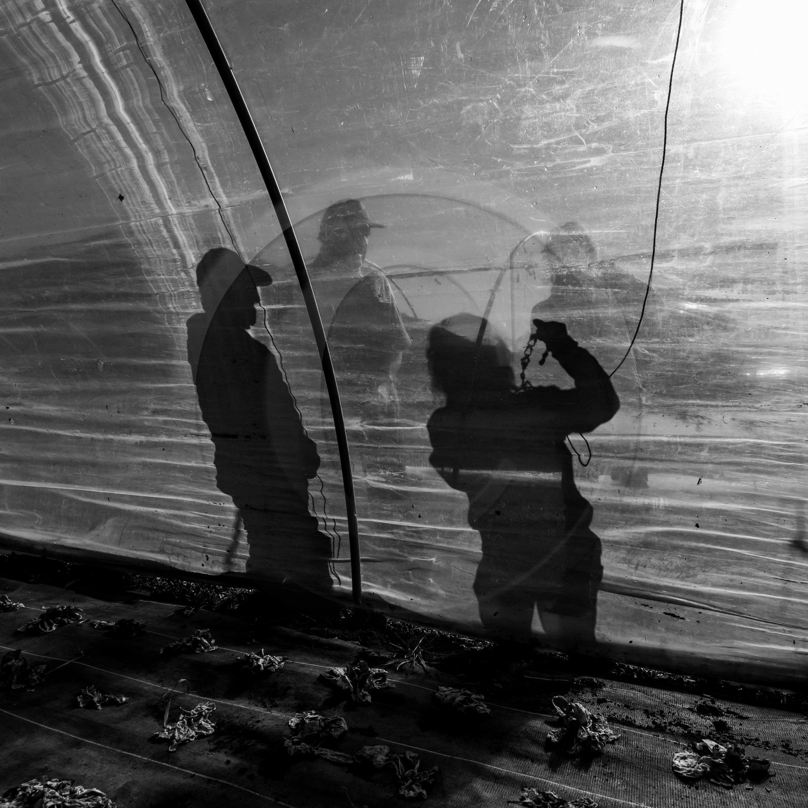 Montage de serres tunnel