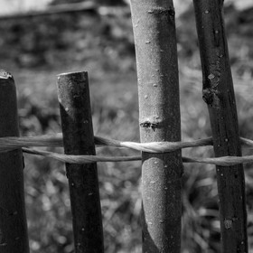 14 avril 2021 : collages, taille, jardinage