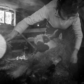 La tonte des moutons