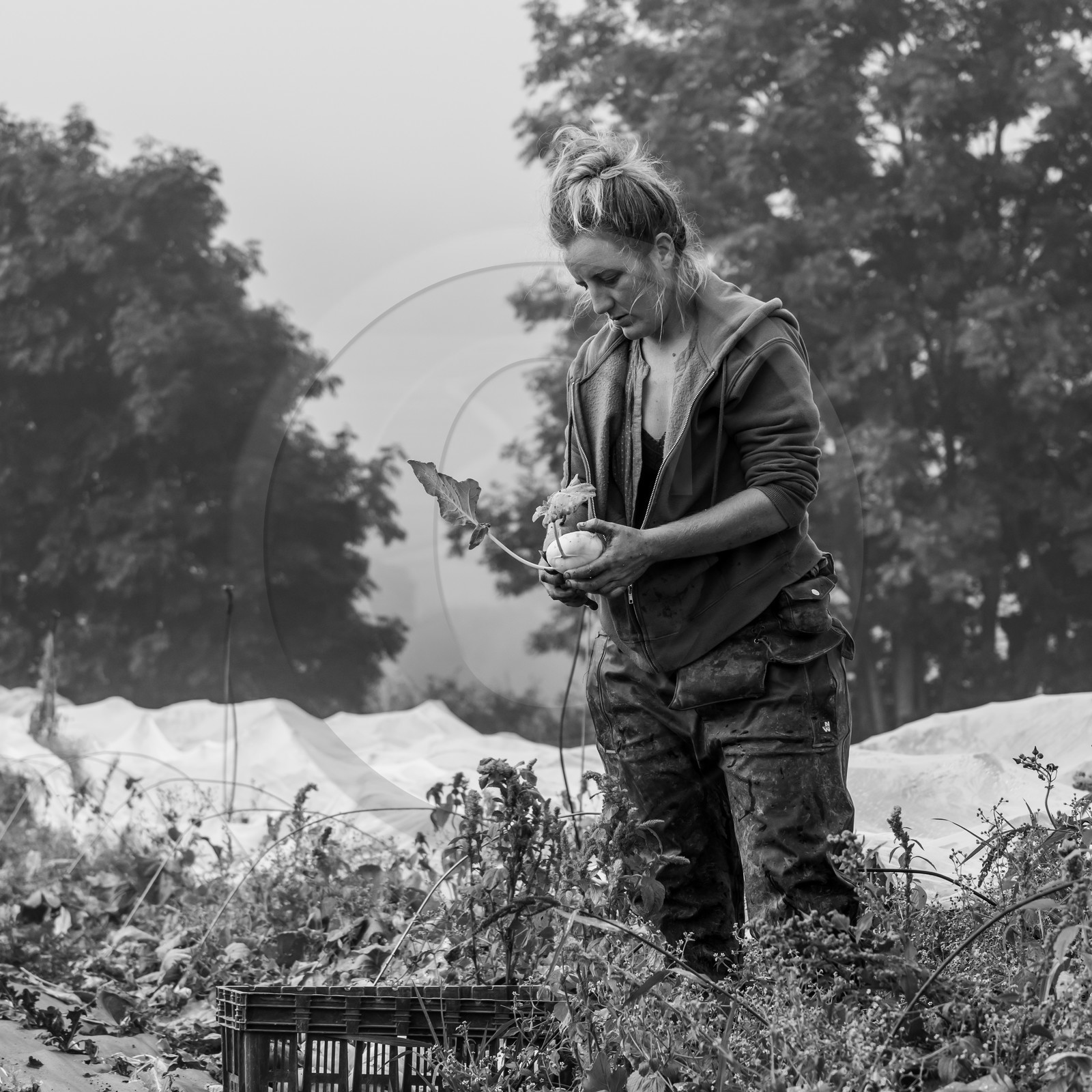 Maraichage biologique dans le Champsaur