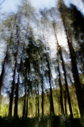 Le Pays des Arbres Flous