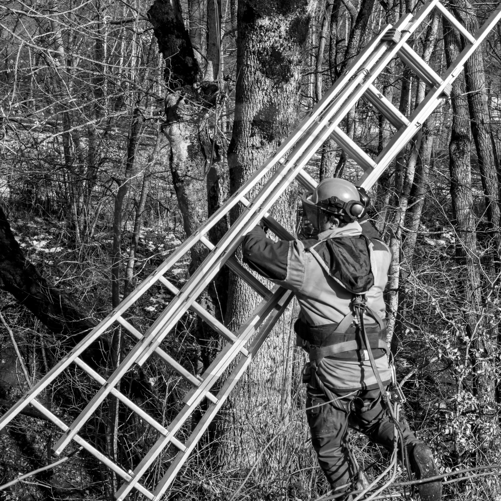 Elagage - 08 03 2017