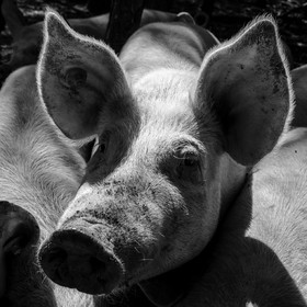 Elevage biologique de cochons en plein air