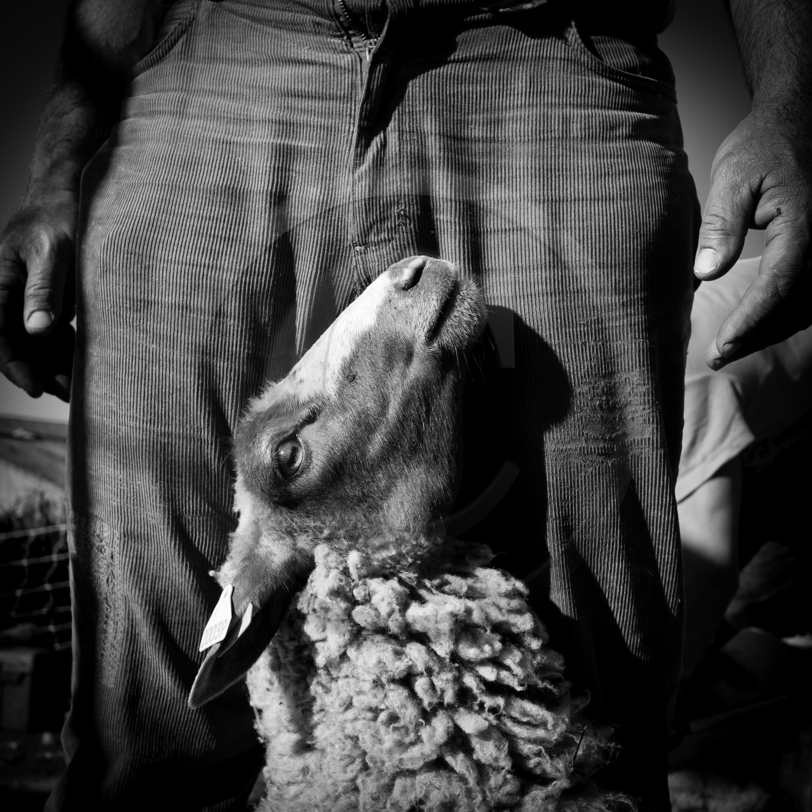 La tonte des moutons