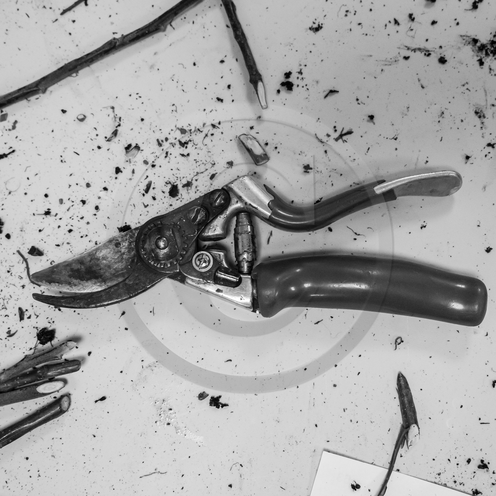 03 avril 2019 : Initiation à la greffe d'arbres fruitiers