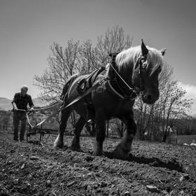 Labour avec un cheval