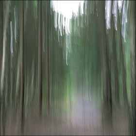 Le Pays des Arbres Flous