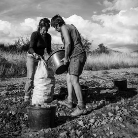 La récolte des pommes de terre