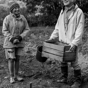 La récolte des pommes de terre avec un cheval
