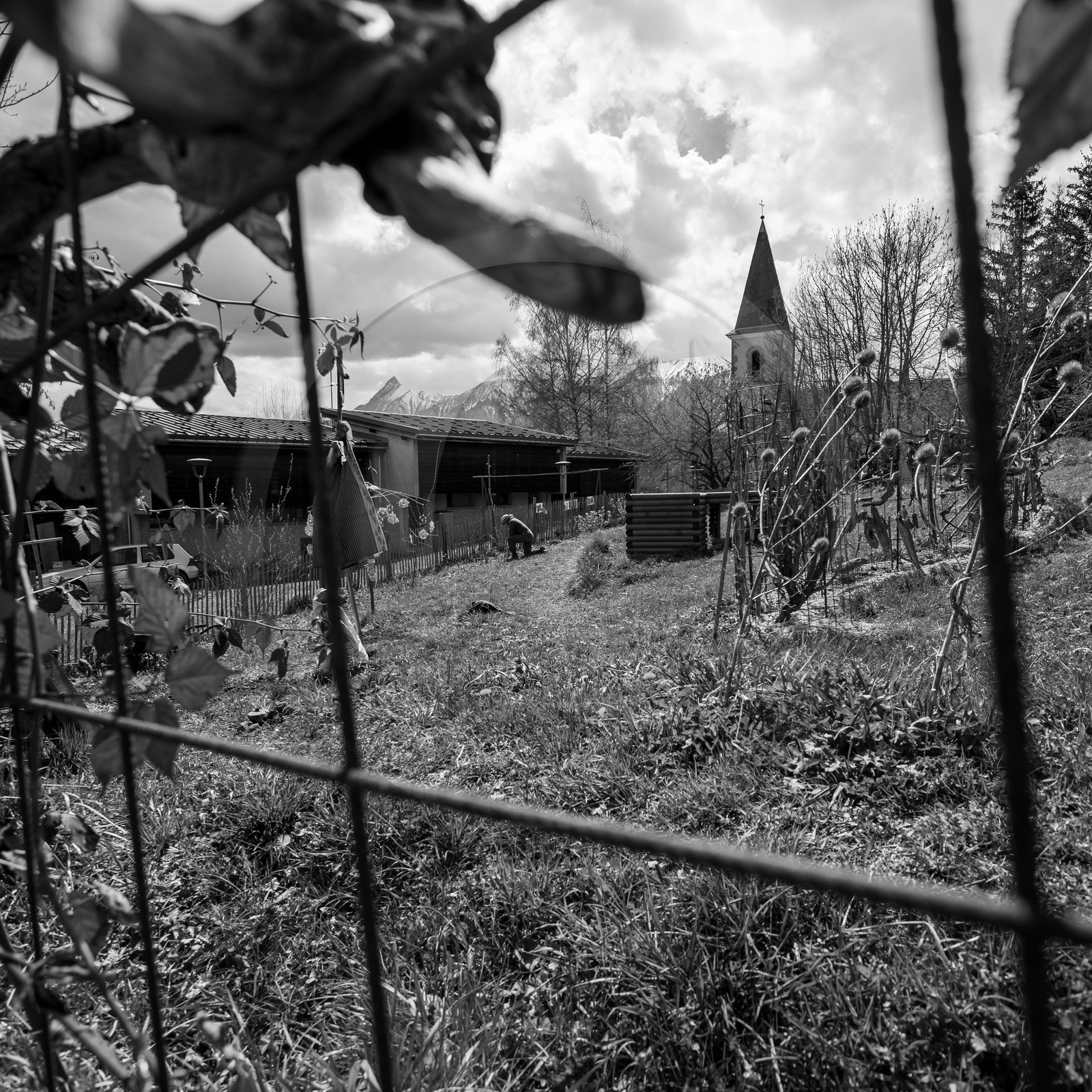 14 avril 2021 : collages, taille, jardinage