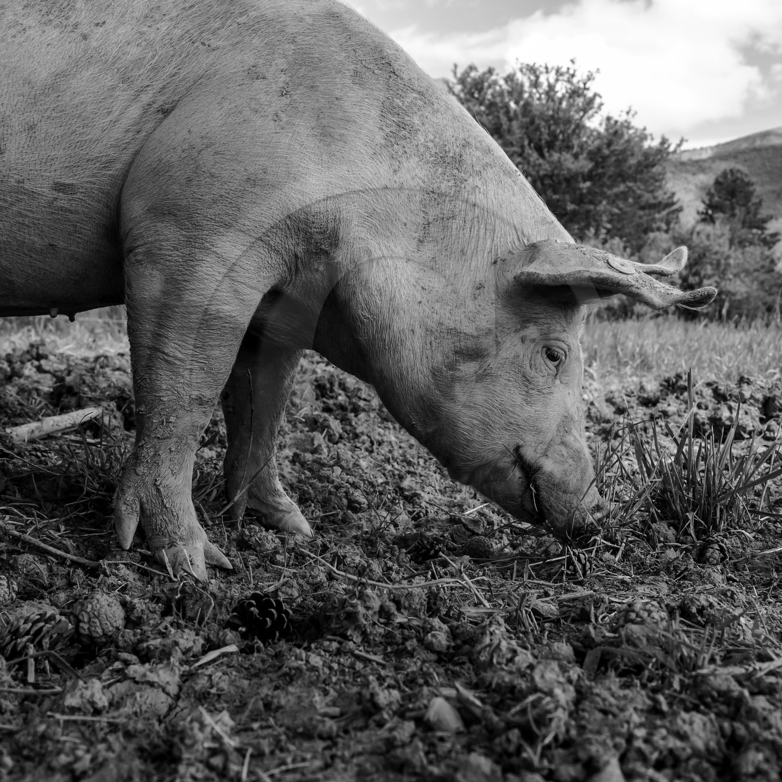 Elevage biologique de cochons en plein air