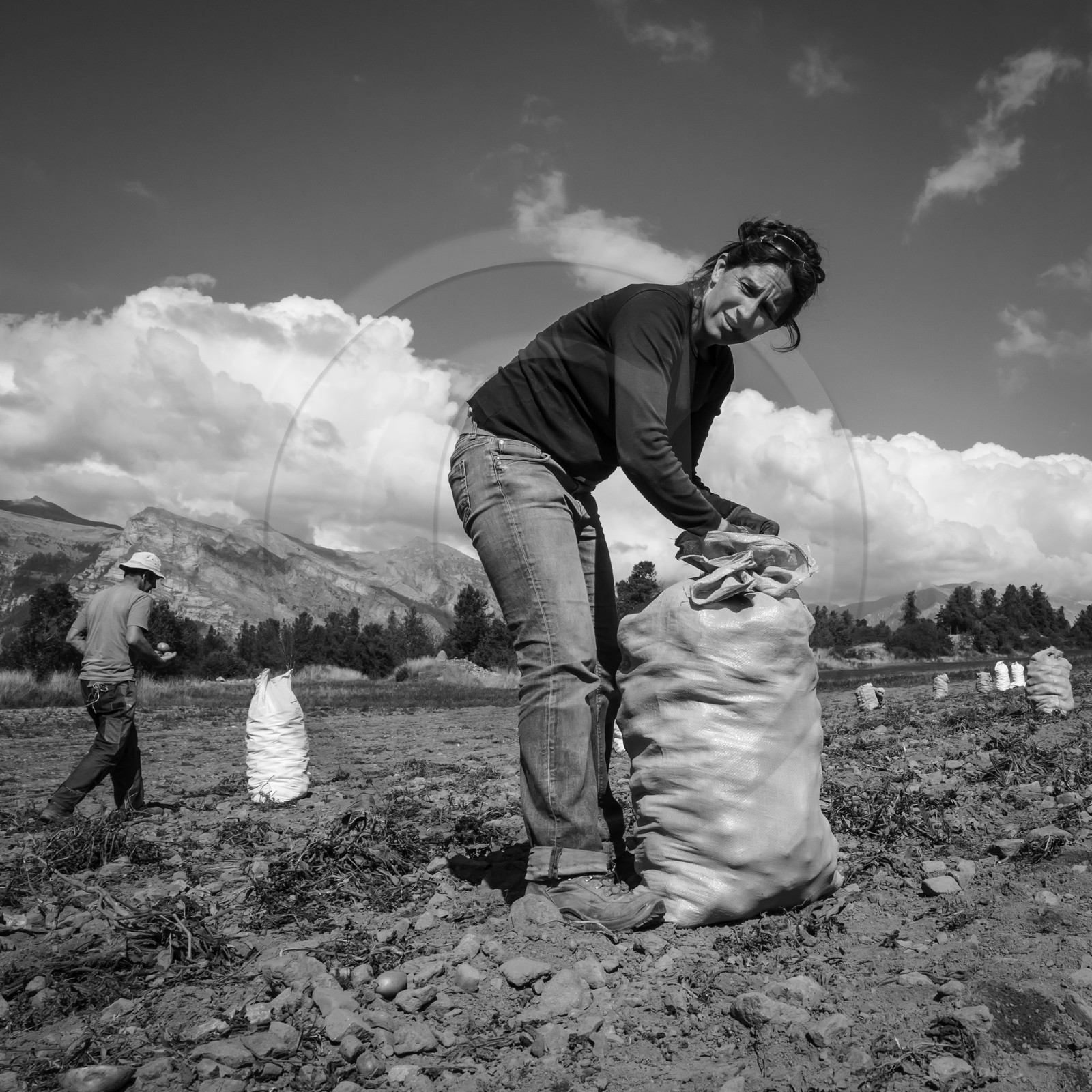 La récolte des pommes de terre