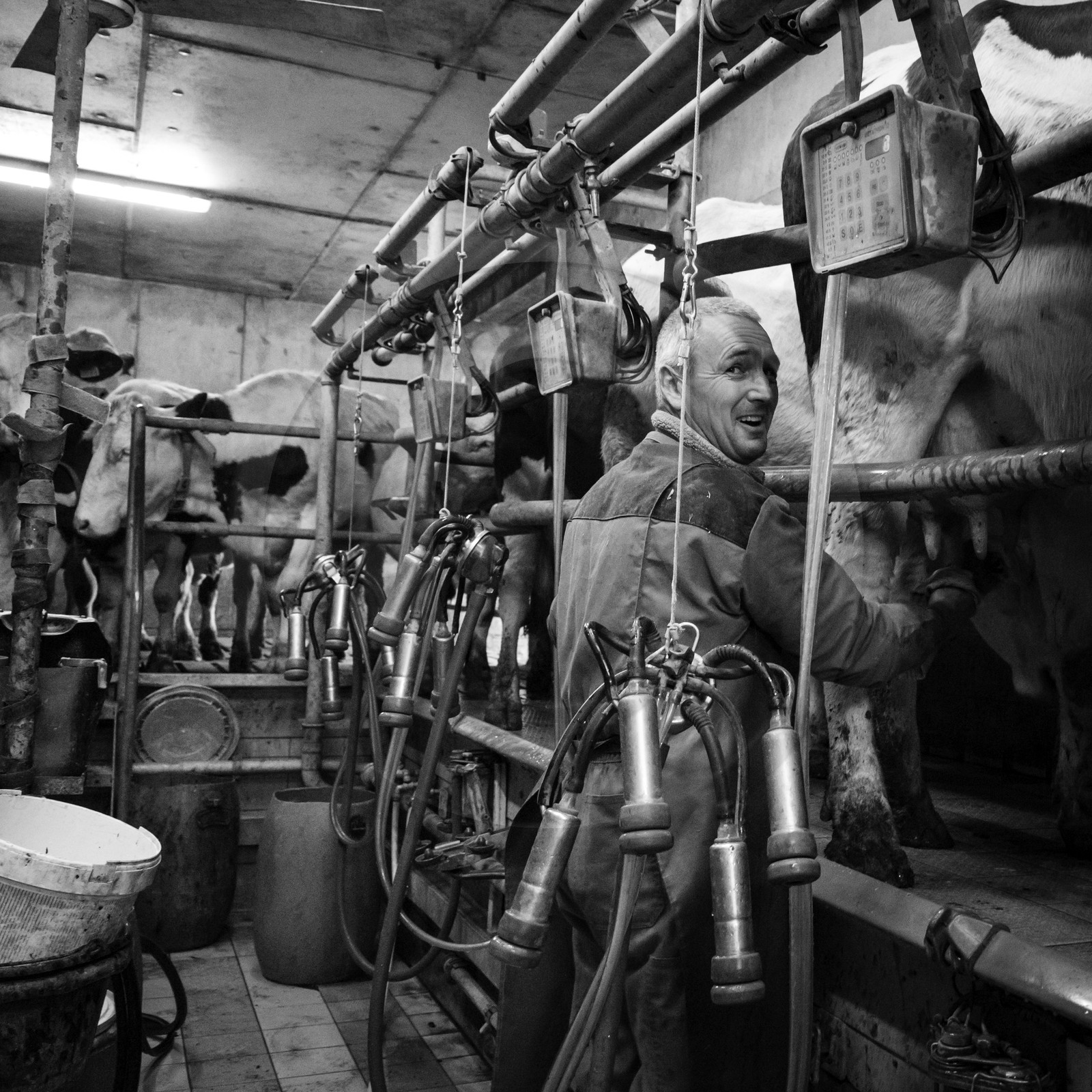 La traite des vaches