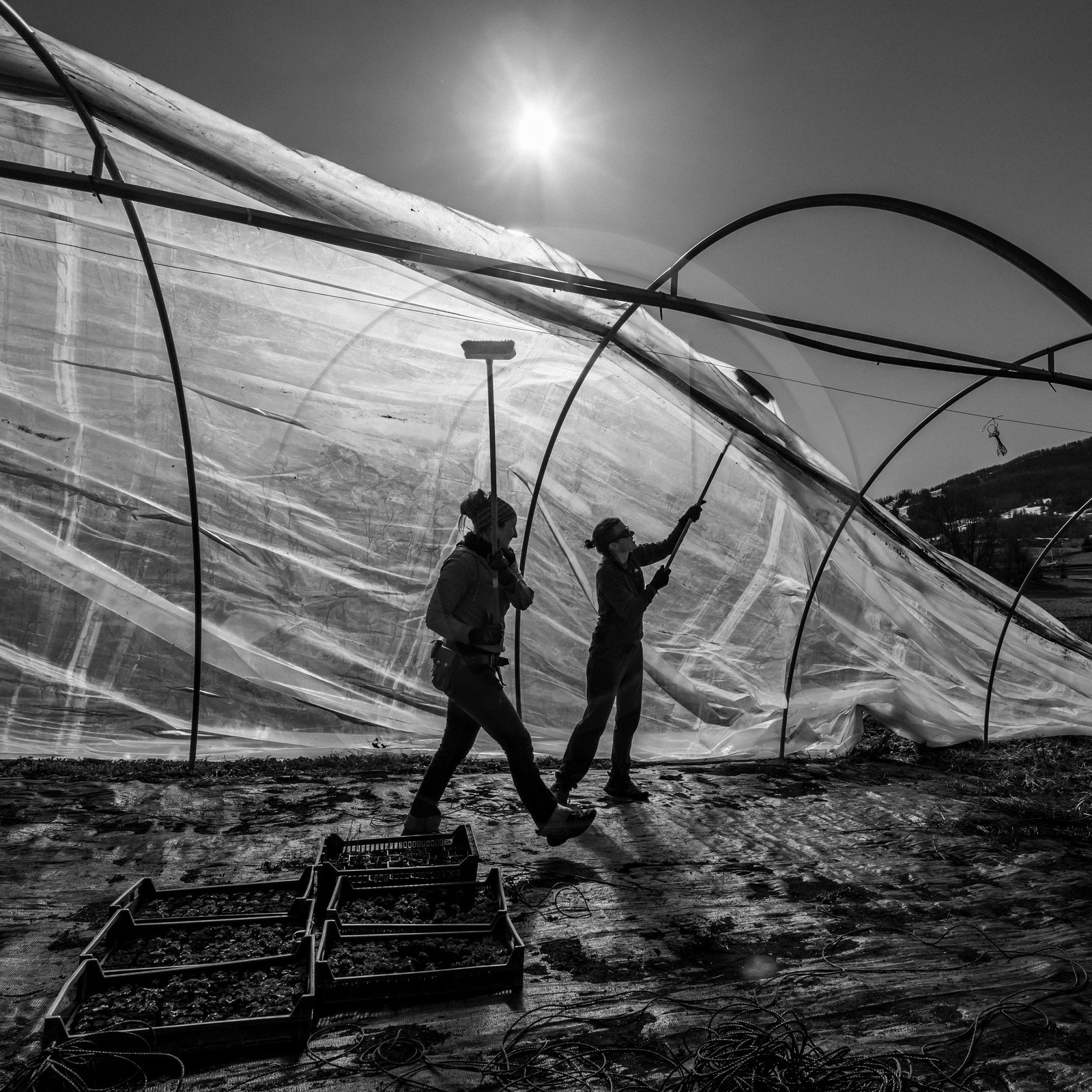 Montage de serres tunnel