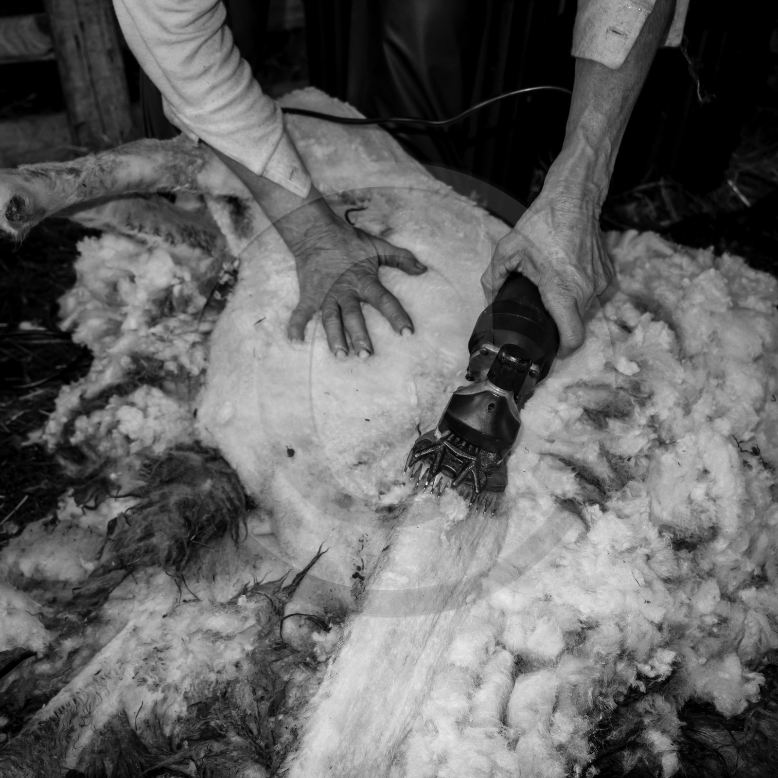 La tonte des moutons