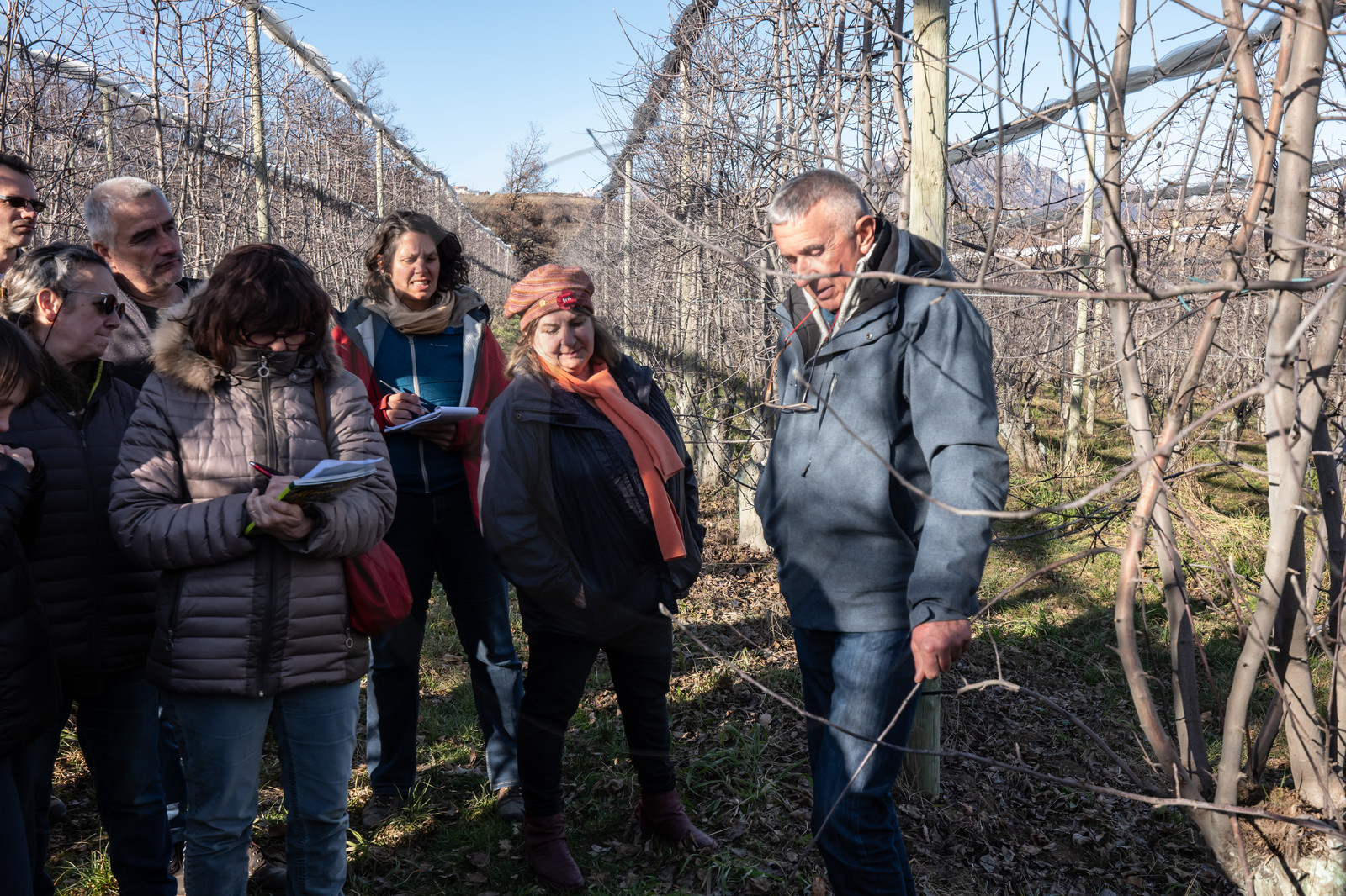 Croqueurs de pommes des Alpes Latines