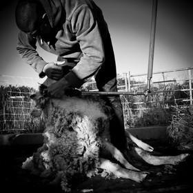 La tonte des moutons