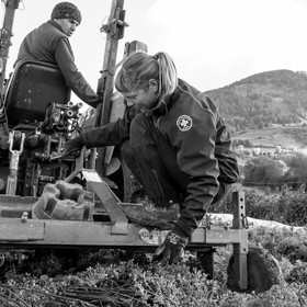 La récolte des carottes