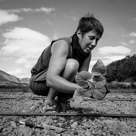 La plantation des courges