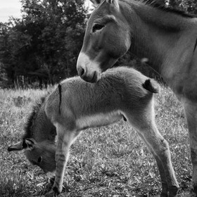 L'asinerie Le sentier des ânes