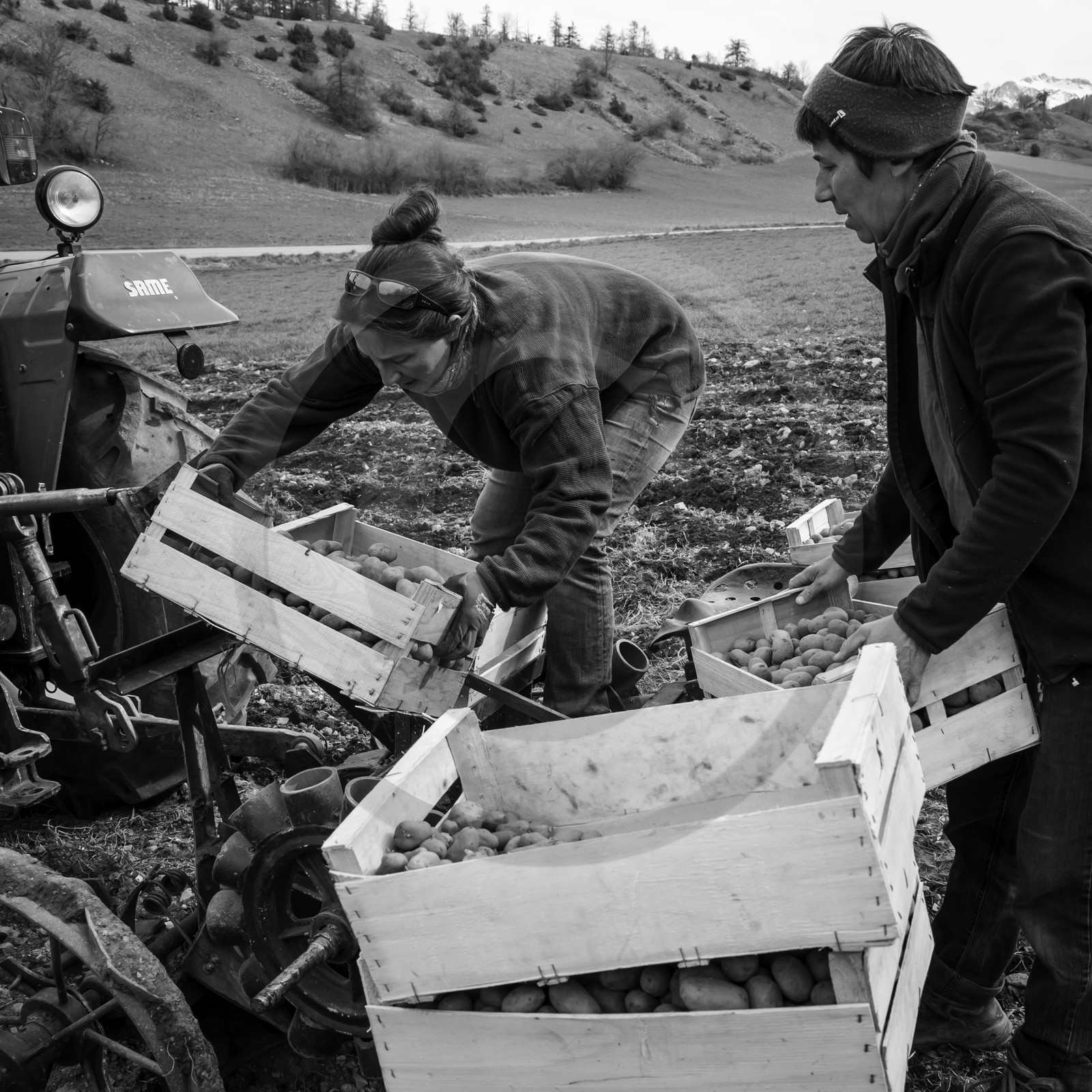 La plantation des pommes de terre