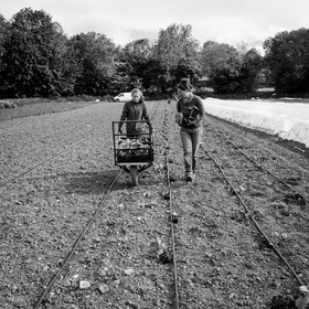 La plantation des courges
