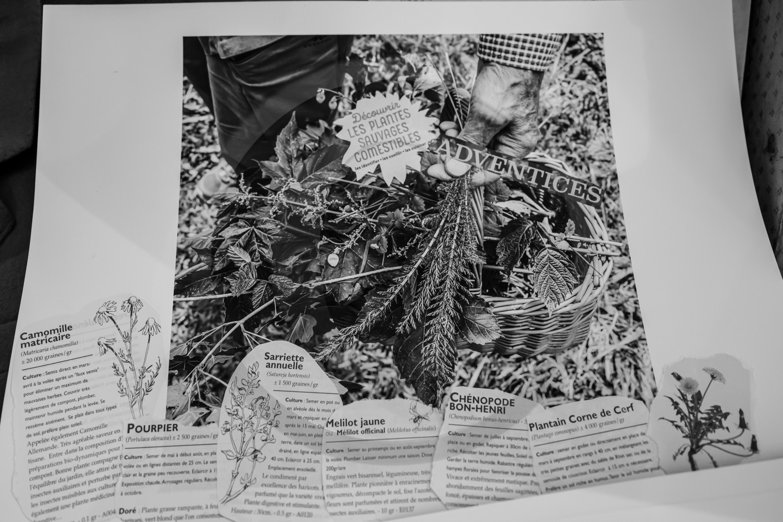 28 août 2024 : A la Maison de la Botanique du Noyer en Champsaur. Visite de l'exposition L comme laine, lien, lieu. Lectures par Les Colporteurs. Collages sur les photographies de Denis Lebioda