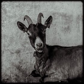 Portraits des animaux de la ferme