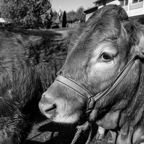 Rencontres paysannes à Saint-Bonnet en Champsaur