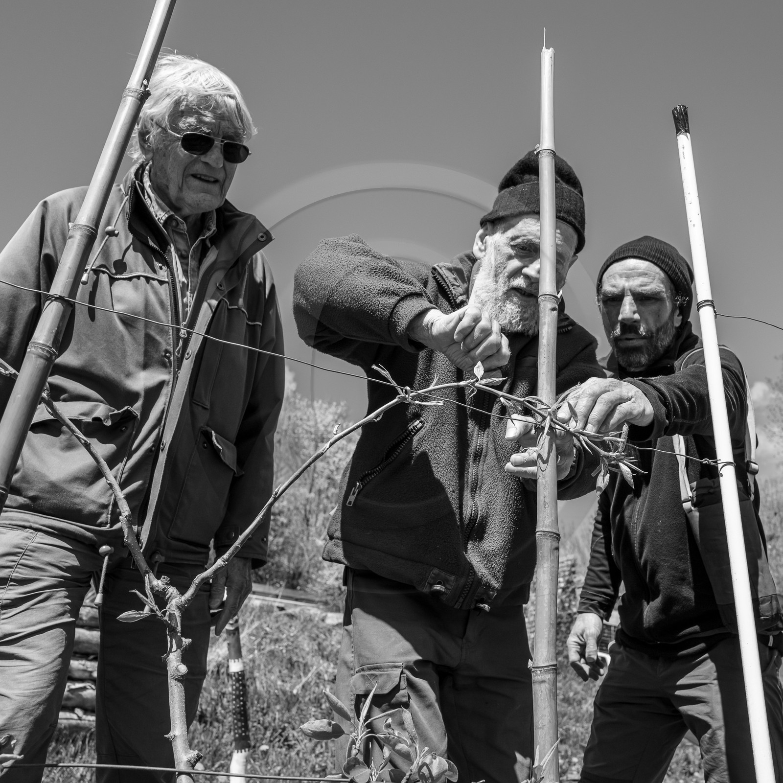 10 avril 2024 : Osier, laine et taille