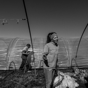 Montage de serres tunnel