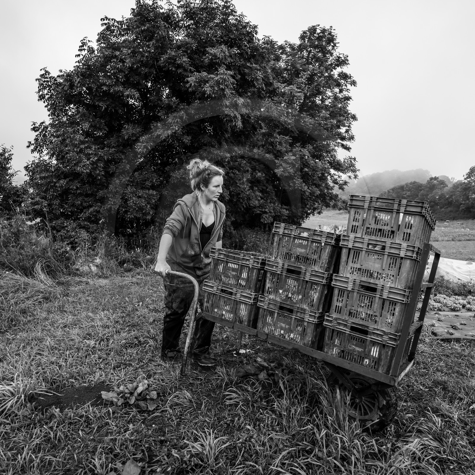 Maraichage biologique dans le Champsaur