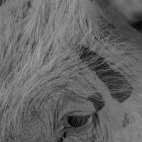 Elevage biologique de cochons en plein air