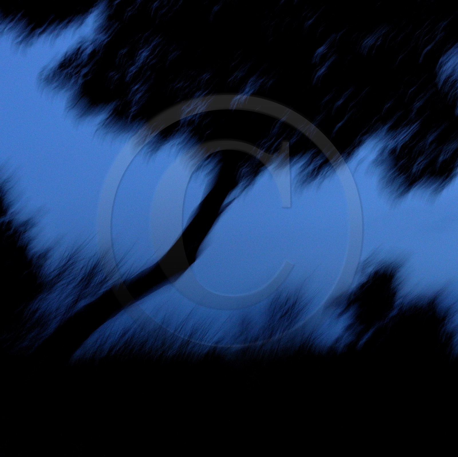 Le Pays des Arbres Flous