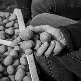 La plantation des pommes de terre