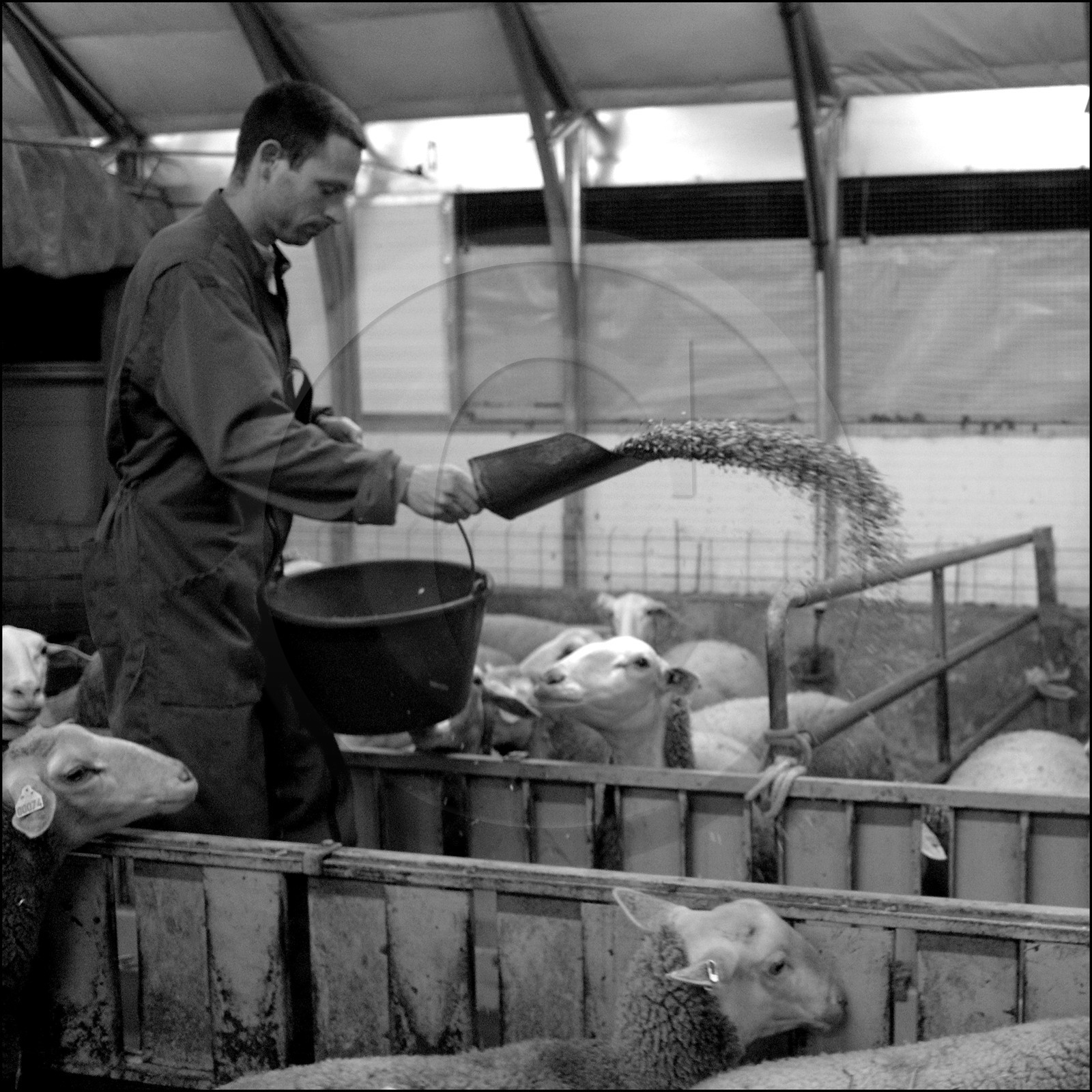 Elevage brebis laitières