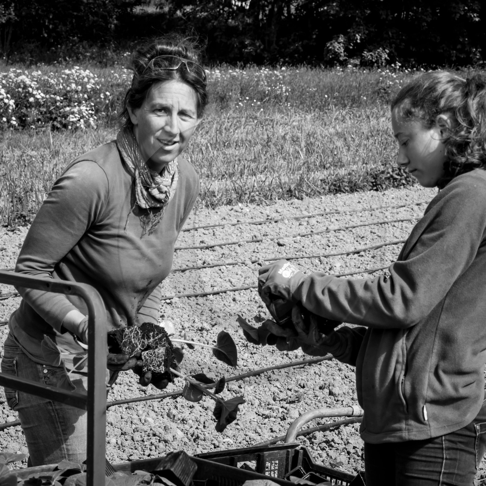 La plantation des courges