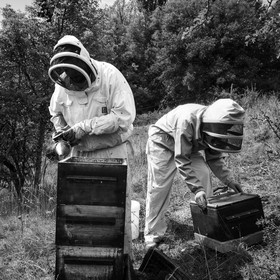 La récolte du miel