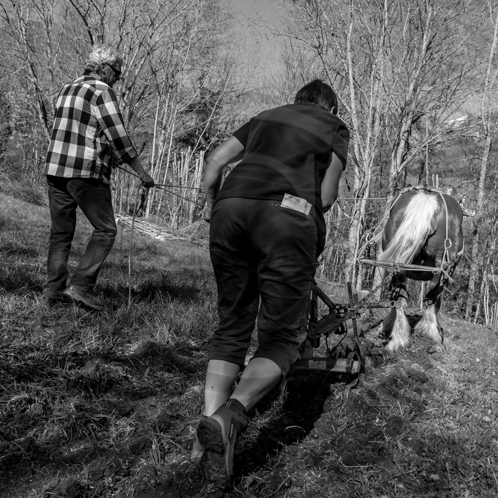 Labour avec un cheval - 17 04 17