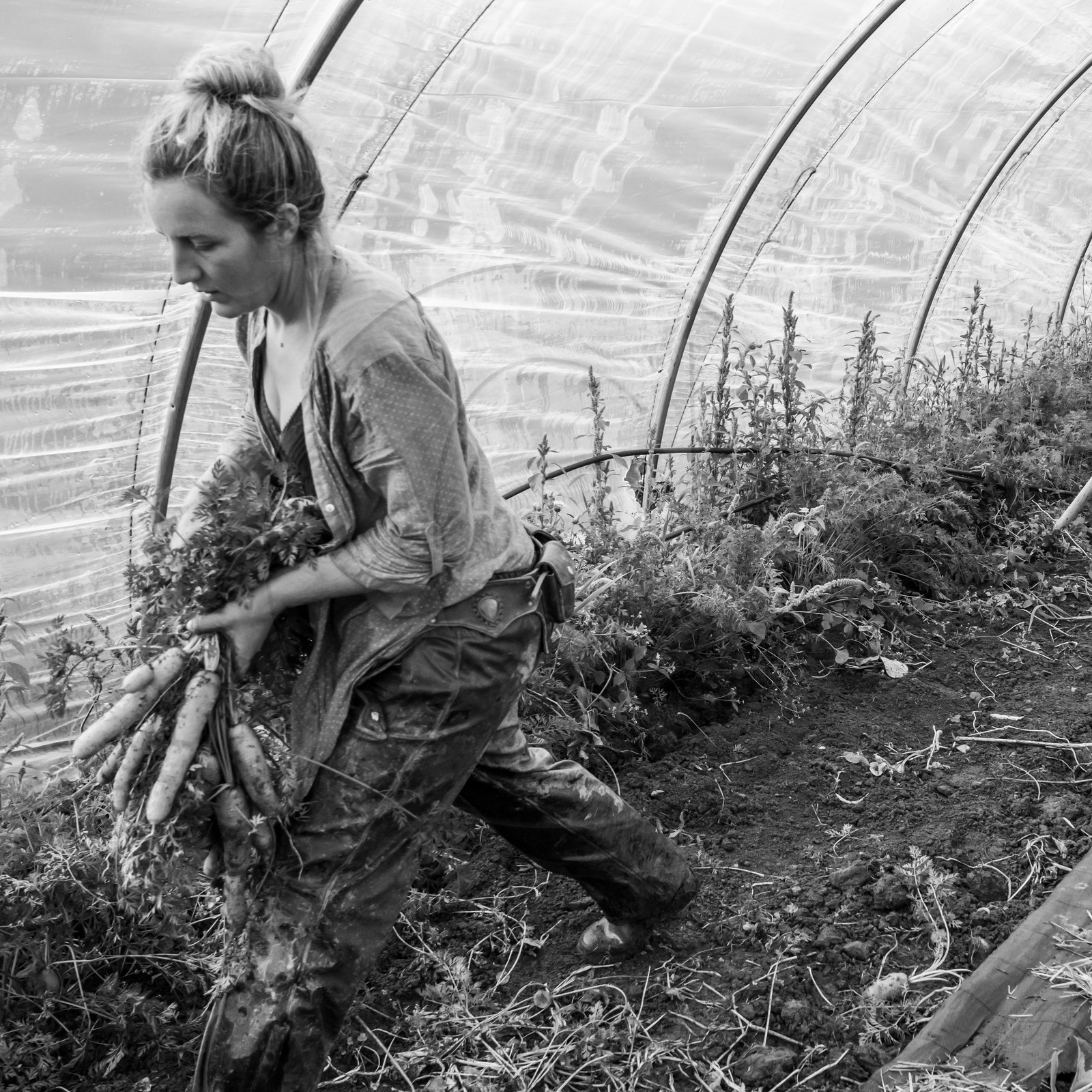 Maraichage biologique dans le Champsaur