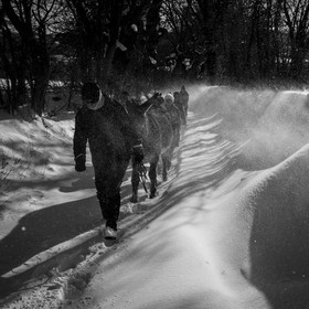 Les ânes dans la neige