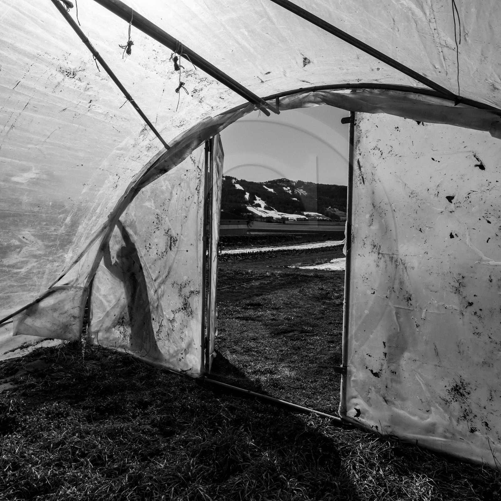 Montage de serres tunnel