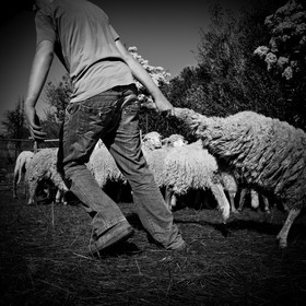 La tonte des moutons