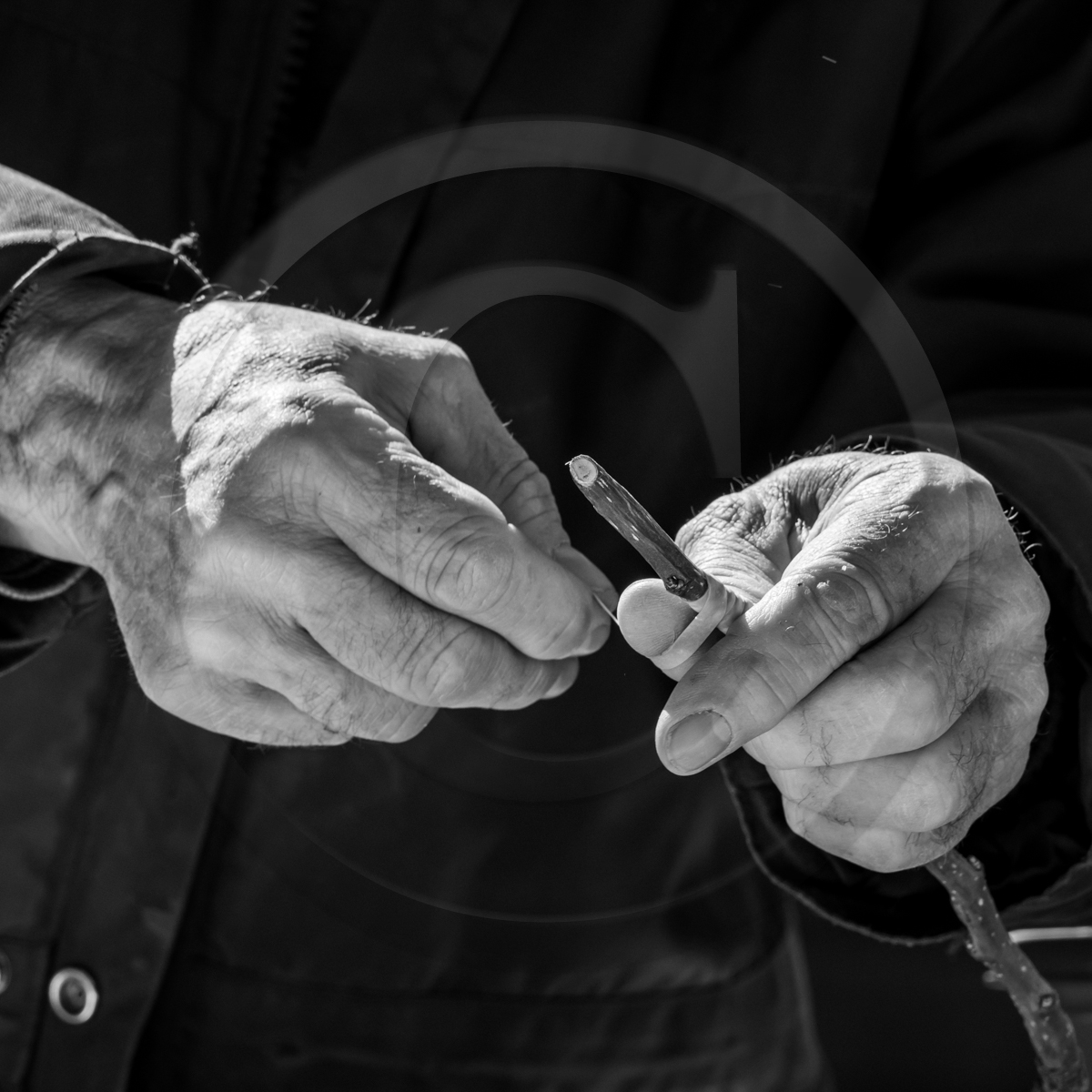 10 avril 2022 : Initiation à la greffe d'arbres fruitiers