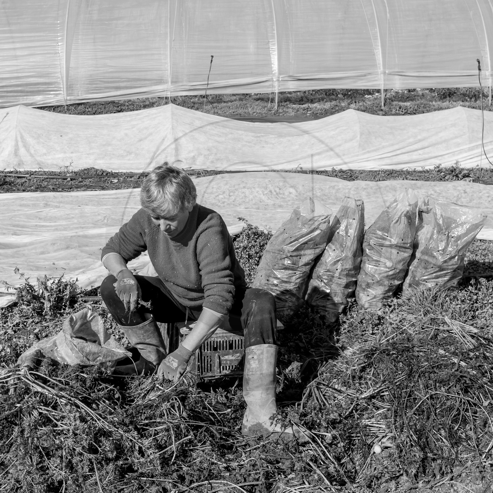 La récolte des carottes