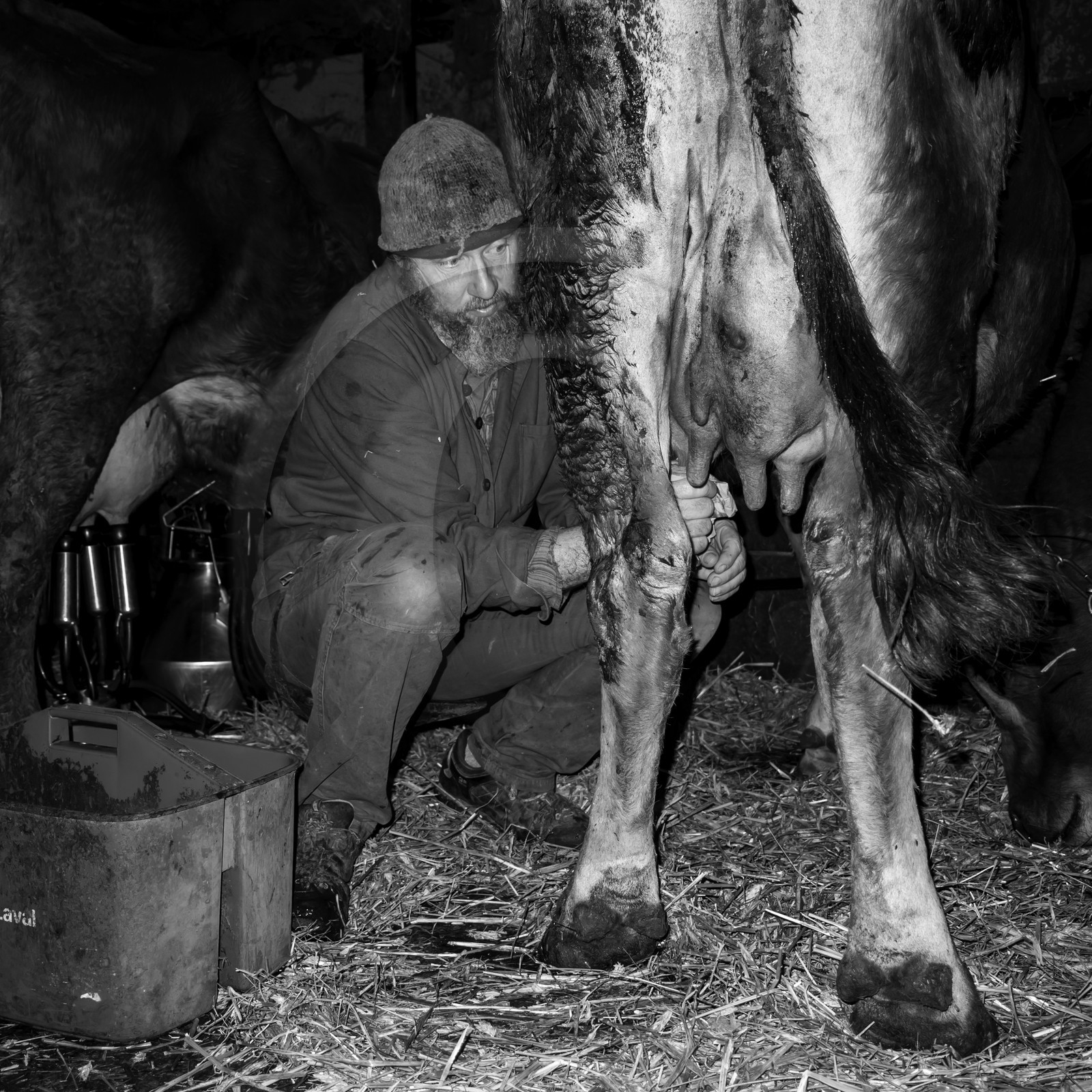 La traite des vaches